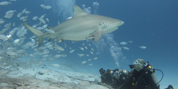 Salvando tiburones del Caribe mexicano