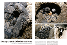 Turtles in the Bahía de Banderas - Eduardo Lugo