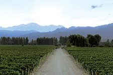 Cheval des Andes Vine Loft:  Nature, Men and Wine - Rafael Luna G.