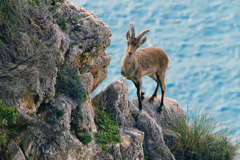 The Spanish ibex is an endemic species, present from the mouth of the Ebro river to Gibraltar.