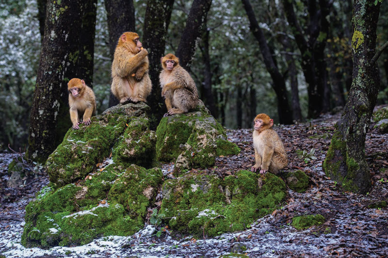 The Barbary macaques inhabit the north of Africa, Asia and Gibraltar.
