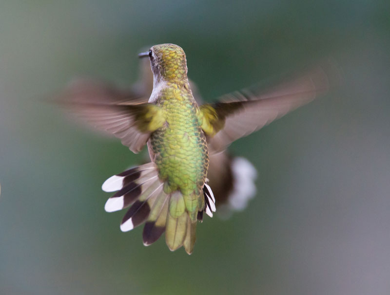 Amura,AmuraWorld,AmuraYachts,Colibríes criaturas fantásticas,Especies,Colibríes, 