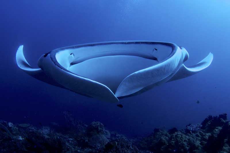 Amura,AmuraWorld,AmuraYachts,Mantarrayas, 