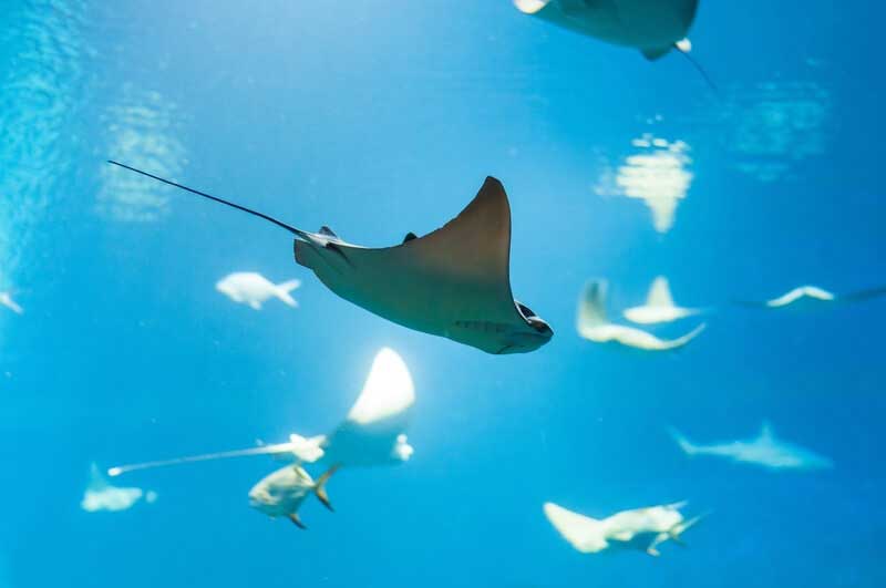 Amura,AmuraWorld,AmuraYachts,Mantarrayas, 