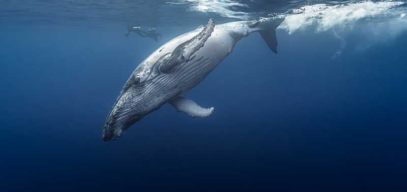 Amura,AmuraWorld,AmuraYachts, “Este informe es una guía para garantizar que las ballenas tengan oportunidades de prosperar”: Ari Friedlaender, ecólogo de ballenas de la Universidad de California Santa Cruz.