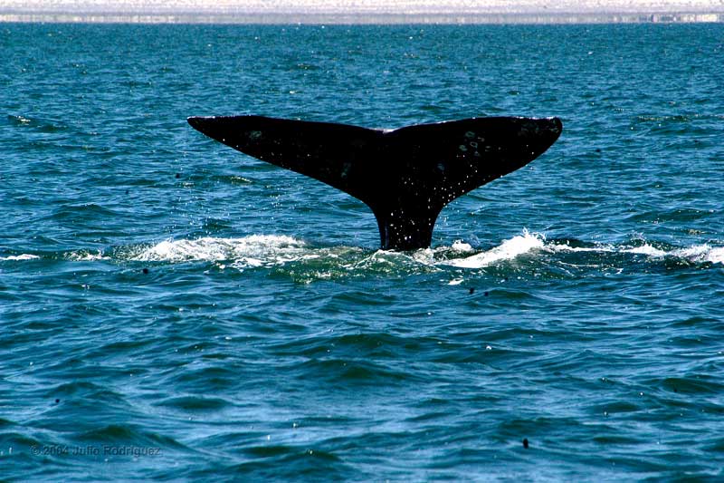 Amura,AmuraWorld,AmuraYachts, Las ballenas grises arriban a México, en un periplo de 9,000 km.