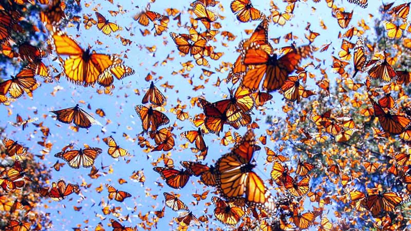 Amura,AmuraWorld,AmuraYachts, La mariposa monarca vuela más de 4 mil km (desde Canadá y Estados Unidos) hasta México. Su hábitat es considerado patrimonio natural de la humanidad.