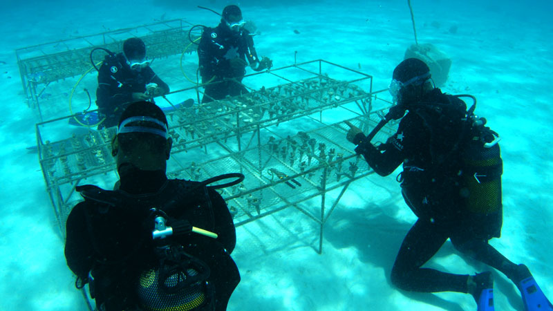 Amura,AmuraWorld,AmuraYachts, La labor de protección a los arrecifes de coral, empieza a producir resultados.
