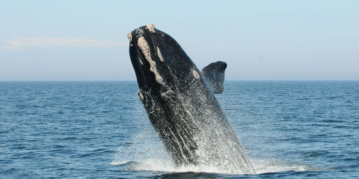 Reducir la velocidad para salvar a las ballenas francas