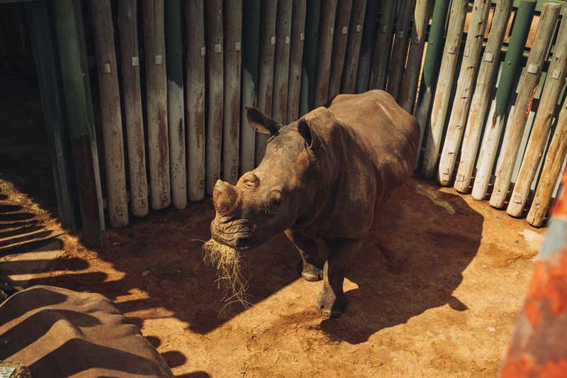 Amura,AmuraWorld,AmuraYachts, Las crías huérfanas de rinoceronte blanco son protegidas en el Parque Nacional Kruger.