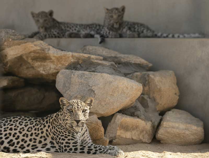 Amura,AmuraWorld,AmuraYachts, En cautiverio, el Leopardo de Arabia ha comenzado a reproducirse.