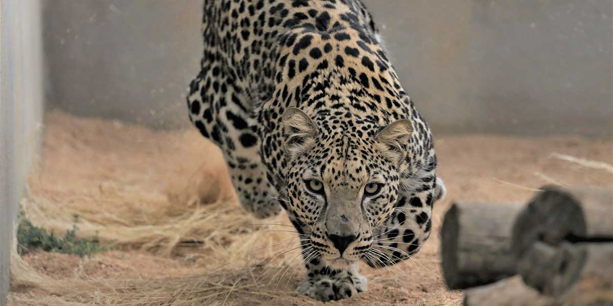 Por el rescate del leopardo de Arabia
