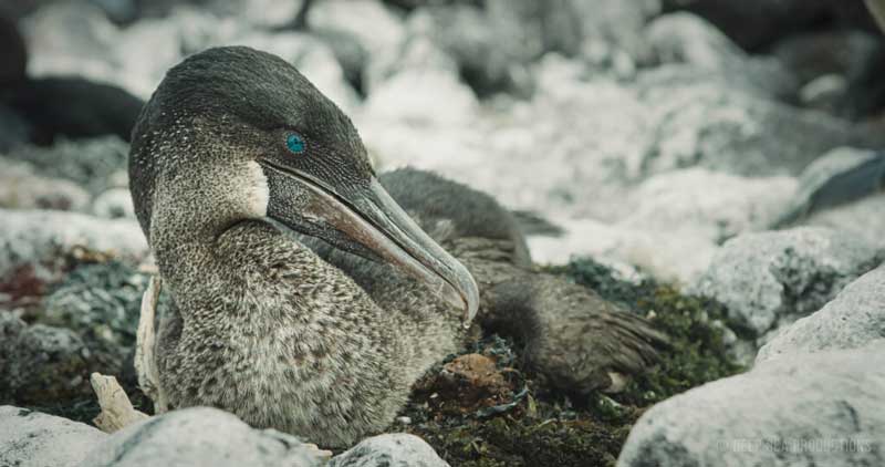 Amura,AmuraWorld,AmuraYachts, El cormorán es un ave endémica de Galápagos. (<em>Foto: Richard Vera</em>).