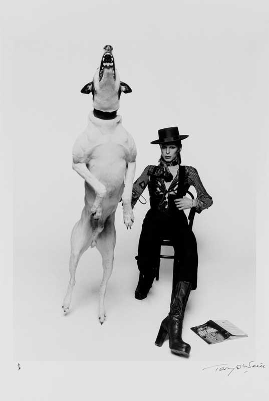 Amura,AmuraWorld,AmuraYachts, Terry O’Neill, <em>David Bowie Diamond Dogs</em>, 1974.