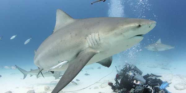 Alianzas para proteger tiburones en el Caribe