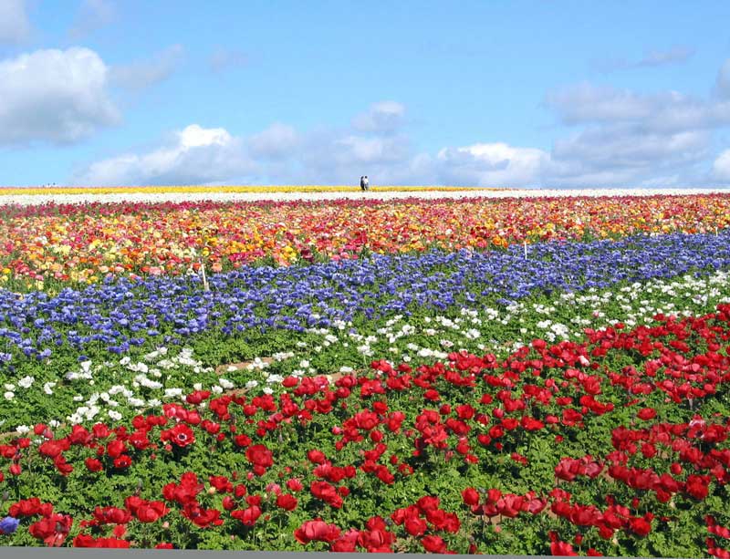 Amura,AmuraWorld,AmuraYachts, The Flower Fields at Carlsbad Ranch.