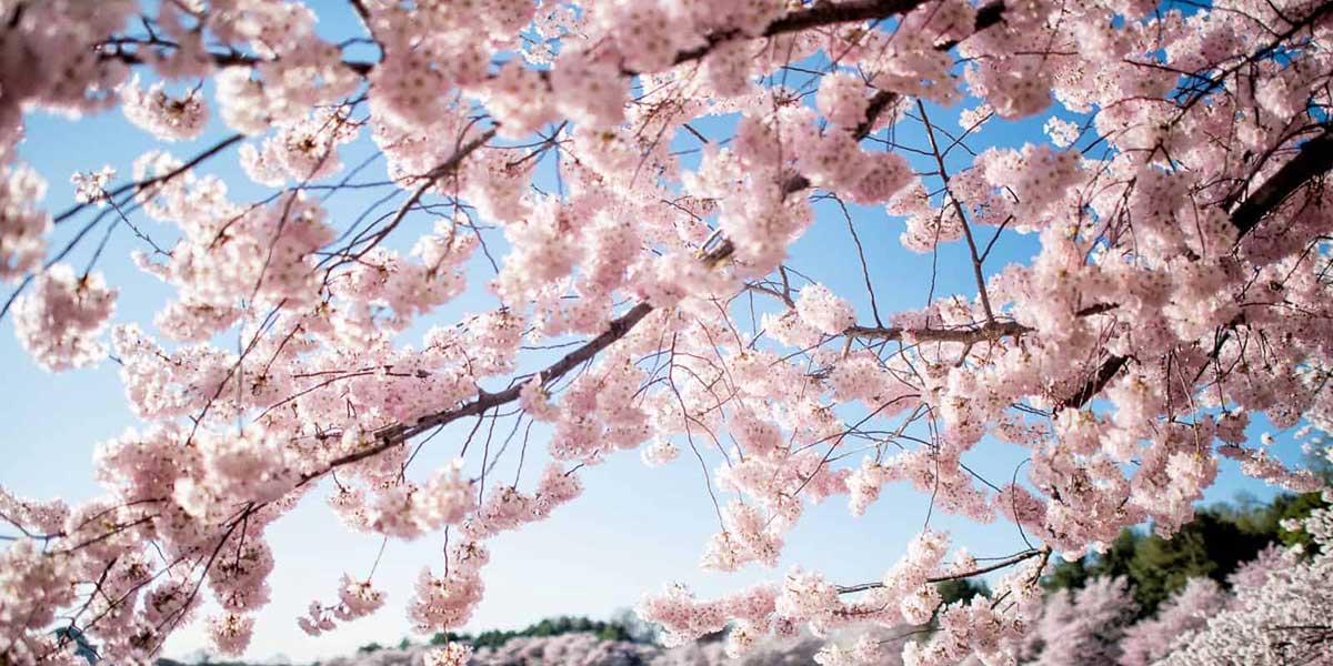 Disfruta el Spring Bloom en Estados Unidos