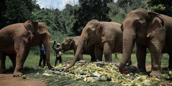 Fomentan el respeto al elefante