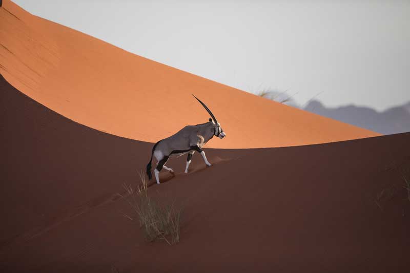 Amura,AmuraWorld,AmuraYachts, Un oryx deambula cera de &Beyond Sossusvlei Desert Lodge.