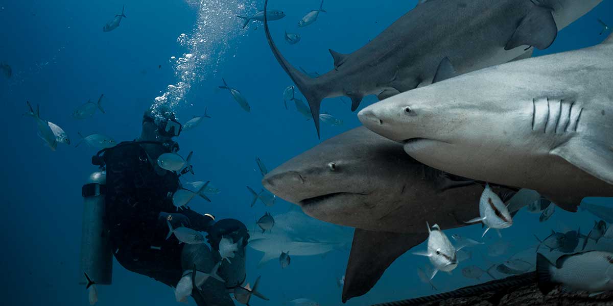 Regresan los tiburones al Caribe Mexicano