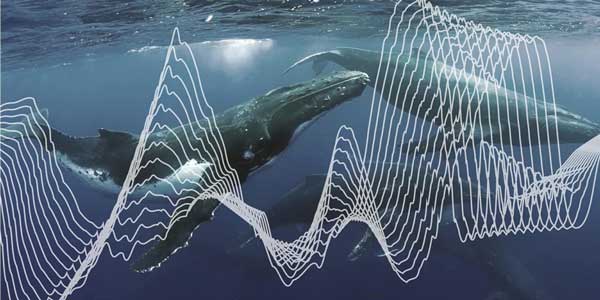 Los peligros de un océano ruidoso