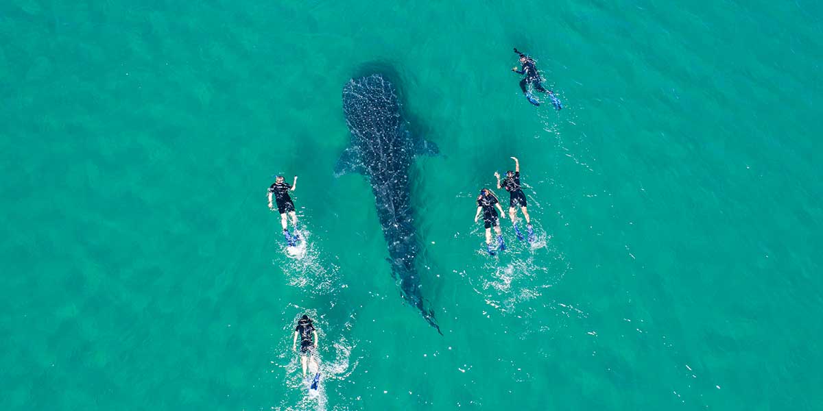 Regresa a La Paz un gigante de los mares