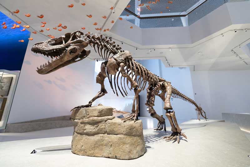 Amura,AmuraWorld,AmuraYachts, El Museo de Historia Natural de Abu Dabi lleva a los visitantes en un viaje en el tiempo de 7 millones de años.