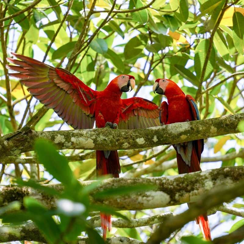 Amura,AmuraWorld,AmuraYachts, Las guacamayas rojas pueden admirarse en la selva tropical costarricense. (Ponant/Thibault Garnier).