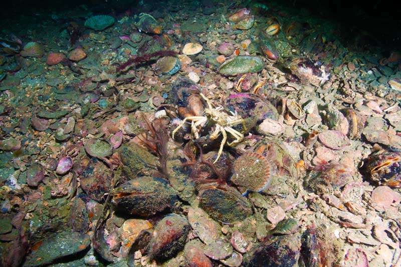 Amura,AmuraWorld,AmuraYachts, Un cangrejo araña en un arrecife de mejillones. Los mejillones son ingenieros del ecosistema, creando hábitats vitales para otras especies.<em><i> Foto: José M. Fariñas-Franco</i></em>