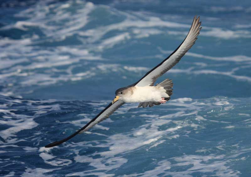 Amura,AmuraWorld,AmuraYachts, Una pardela cenicienta planeando frente a la costa de la isla de Lemnos, Grecia<em><i>. (Foto: Panagiotis Latsoudis / HOS (BirdLife en Grecia)</i></em>