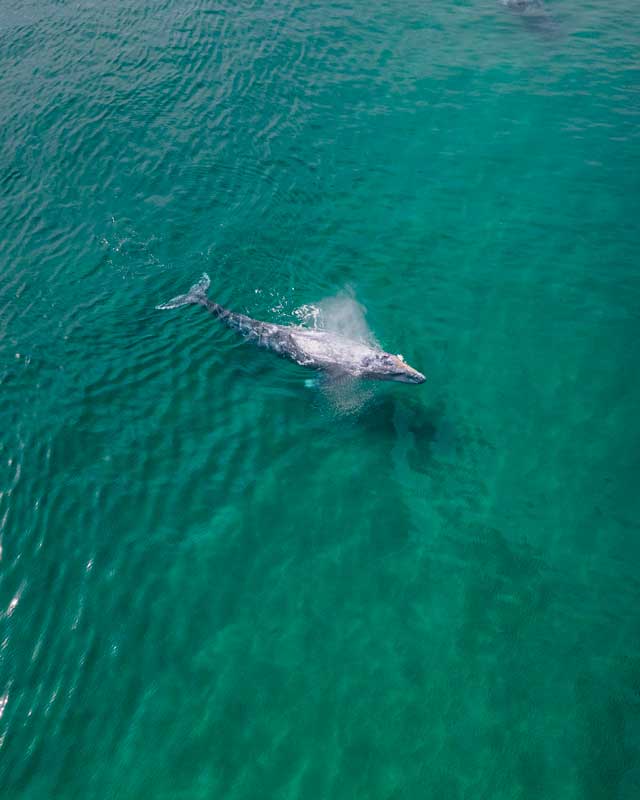 Amura,AmuraWorld,AmuraYachts, La ballena gris llega a medir entre 11 y 15 metros, con un peso que varía de 30 a 40 toneladas.