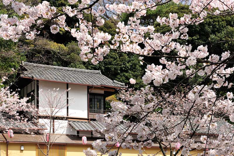 Amura,AmuraWorld,AmuraYachts, Los cerezos en el jardín del Hotel Chinzanso Tokyo.
