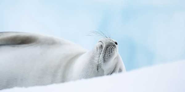 Expedición a los confines de la Antártida