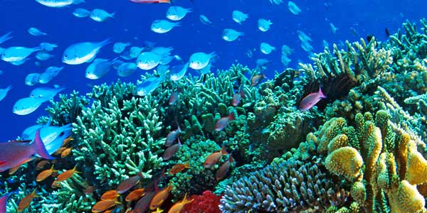 Por la salvación de los arrecifes de coral