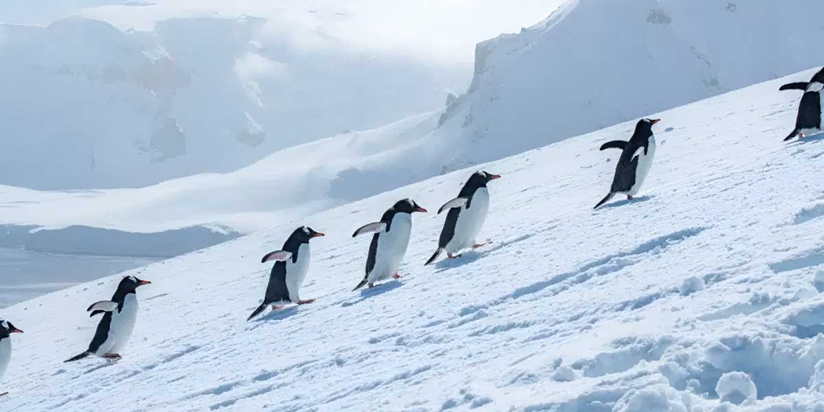 Explorando el Continente Blanco