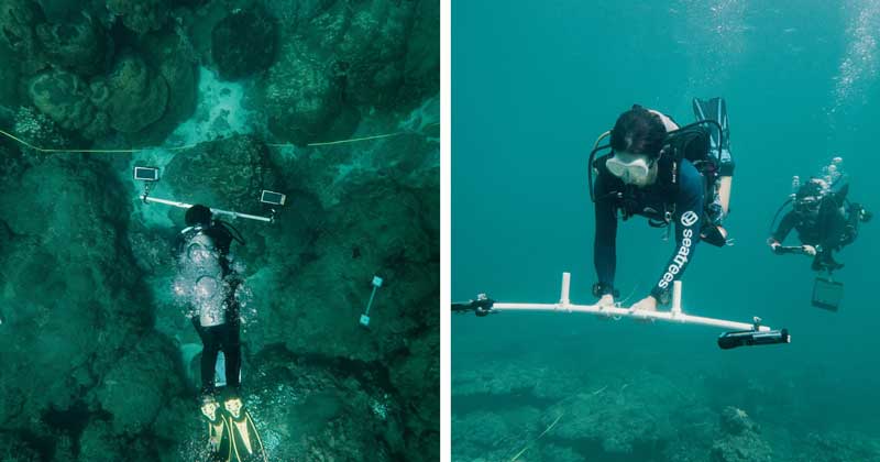 Amura,AmuraWorld,AmuraYachts, Dos buceadores utilizan equipos de medición subacuática para inspeccionar y estudiar los arrecifes de coral; en cada imagen, uno de ellos sostiene un marco y una tableta. Foto: Seatrees.