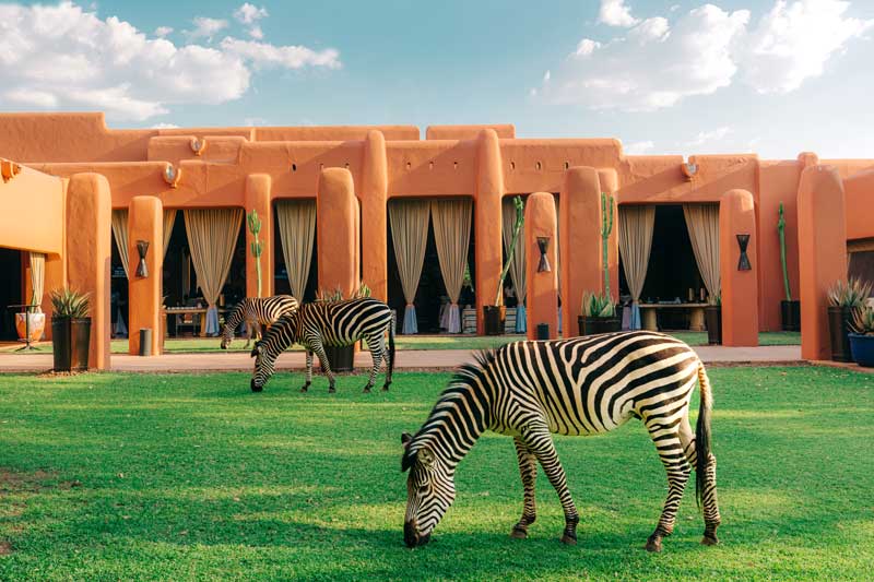 Amura,AmuraWorld,AmuraYachts, Las cebras son asiduas visitantes a Avani Victoria Falls Resort.