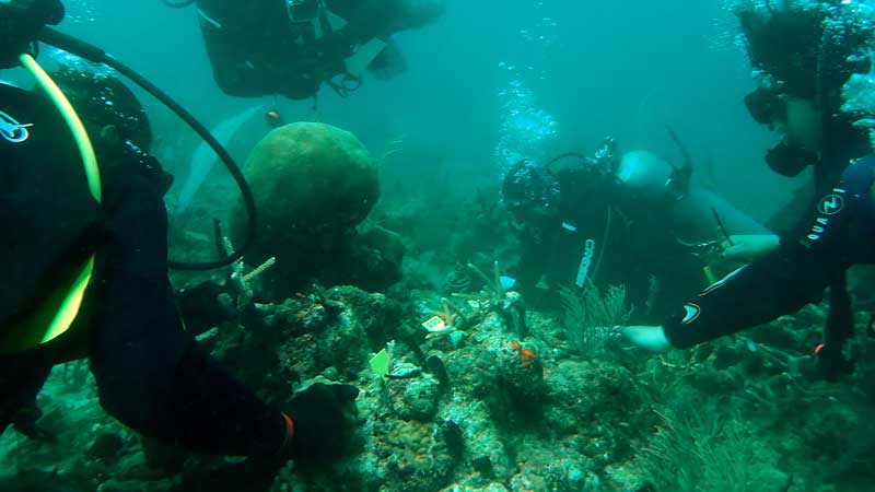 Amura,AmuraWorld,AmuraYachts, Las campañas Tejido Aquavida y Raíz Viva han permitido la regeneración de dos especies de coral en peligro de extinción.