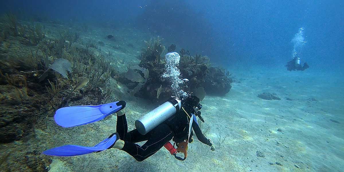 Alianza para proteger los arrecifes de coral