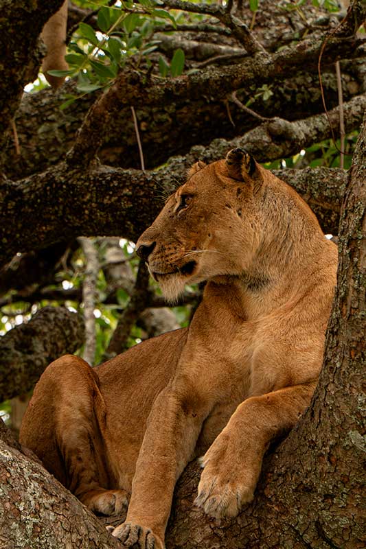Amura,AmuraWorld,AmuraYachts, Una leona descansa en el Parque Nacional del Serengeti.