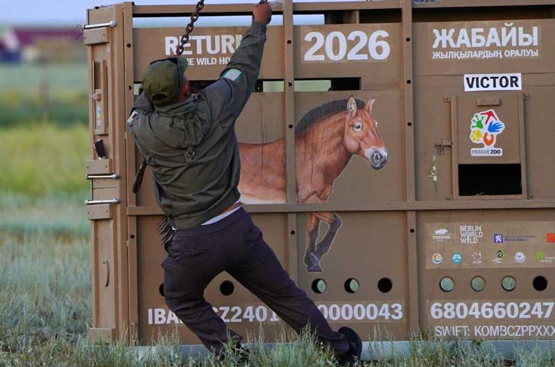 Amura,AmuraWorld,AmuraYachts, Momento de la liberación de los caballos salvajes en la Reserva Altyn Dala, en Kazajistán.