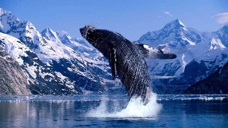 Amura,AmuraWorld,AmuraYachts, Las ballenas jorobadas pueden ser admiradas desde la embarcación.