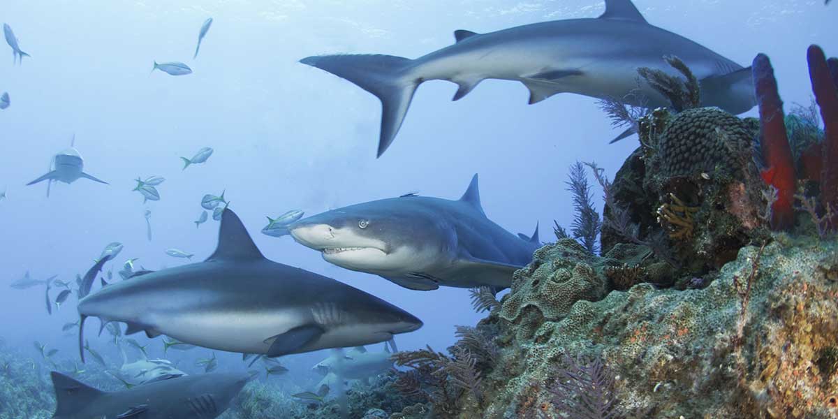 Un mes dedicado a los tiburones
