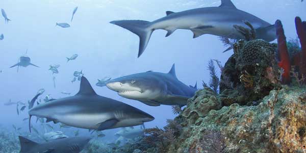 Un mes dedicado a los tiburones