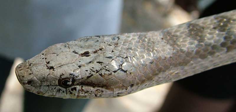 Amura,AmuraWorld,AmuraYachts, Serpiente corredora de Antigua. Foto: Wikimedia/Antiguan Racer.