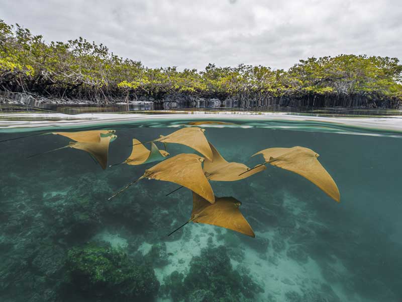 Amura,AmuraWorld,AmuraYachts, <em><i>Manglares de las Islas Encantadas. </i></em>Finalista. Pelayo Salinas de León, Ecuador.