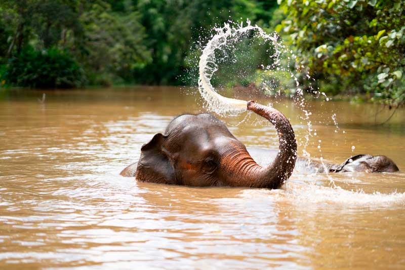 Amura,AmuraWorld,AmuraYachts, El Día Mundial del Elefante es festejado cada 12 de agosto.