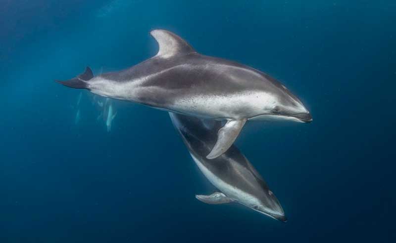 Amura,AmuraWorld,AmuraYachts, Delfines oscuros.