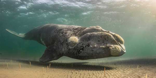 Conoce a la ballena más amigable del mundo