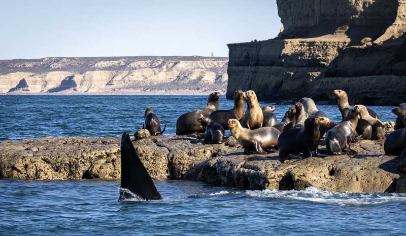 Amura,AmuraWorld,AmuraYachts, Las orcas merodean en torno a los leones marinos.